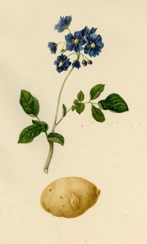 Harvard University Herbaria - Botany Libraries Archives Economic Botany  Potato Prints | Plants, Seeds, Weeds and Pods | Pinterest | Plant  illustration, Print..… Potato Plant Drawing, Potato Plant Tattoo, Potato Plant Illustration, Potato Flower Tattoo, Potato Tattoo, Potato Prints, Potato Flower, Pinterest Plant, Potato Plant