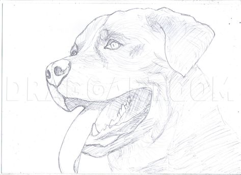 How To Draw A Realistic Rottweiler, Step by Step, Drawing Guide, by DuskEyes969 | dragoart.com Dog Pencil Drawing, Dog Drawing Simple, Pitbull Tattoo, Drawing Lessons For Kids, Drawing Heads, Drawing Guide, Outline Drawings, Step Drawing, Guided Drawing