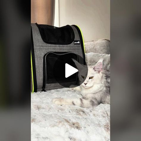 TikTok · midwest_majestic Pet Backpack, Pet Carriers, Free Travel, Travel Backpack, Pet Travel, Shopping Cart, Cute Animals, Backpacks, Pet