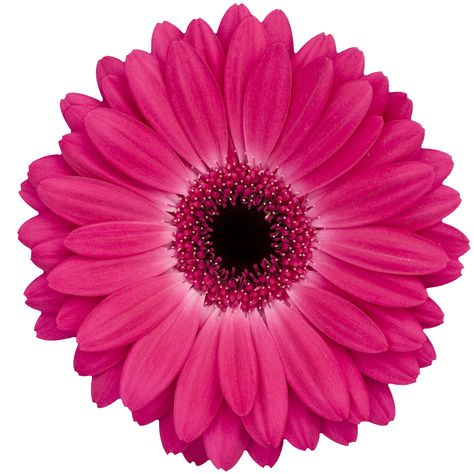 Dutch Flowers, Gerbera Flower, Pink Gerbera, Flower Guide, Florist Supplies, Flowers Delivered, Gerbera Daisy, Flower Food, Floral Accessories