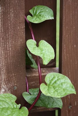 Malabar Spinach, Natural Farming, Growing Vines, Perennial Vegetables, Permaculture Gardening, Edible Landscaping, Veg Garden, Food Forest, Forest Garden