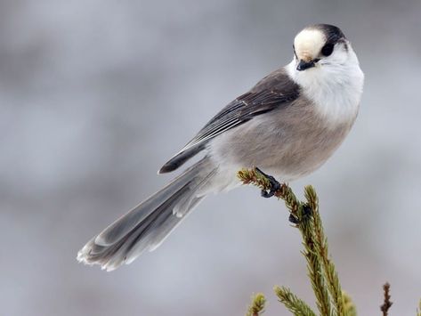 Gray Jay, Bird Sketch, White Head, Boreal Forest, Jay Bird, Wild Birds, Bird Species, Top Photo, Bird Watching