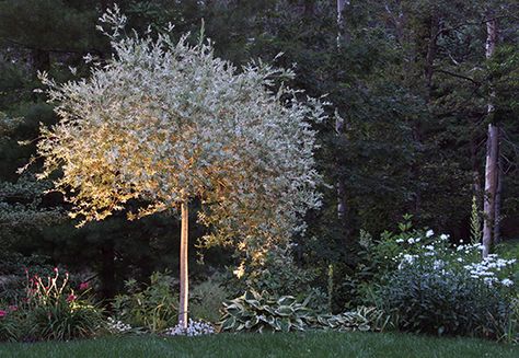 The+Cocktail+Hour+Garden Night Garden Wedding, Dappled Willow Tree, Front Porch Landscape, Garden Details, Porch Landscaping, Dappled Willow, Drought Tolerant Garden, Outdoor Environment, Low Maintenance Landscaping