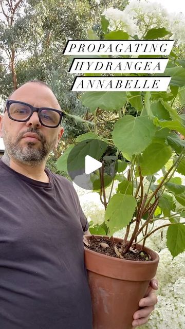 Vas Karpetas on Instagram: "Here’s how to propagate soft woods cuttings Hydrangea Annabelle! 

 #garden #gardening #flowers #nature #
 #formalgarden  #gardendesign #gardensofinstagram #gardener #gardeninspiration #photography #gardenlove #naturephotography #flower  #mygarden #landscapedesign #spring #plantsofinstagram #green #instagarden #flowersofinstagram #architecture #art #floralflourish  #flowerstagram #hydrangea  #rhs" Hydrangea Annabelle, Propagating Hydrangeas, Annabelle Hydrangea, Formal Garden, Gardening Flowers, Green Wood, Hydrangea Flower, Flowers Nature, Architecture Art