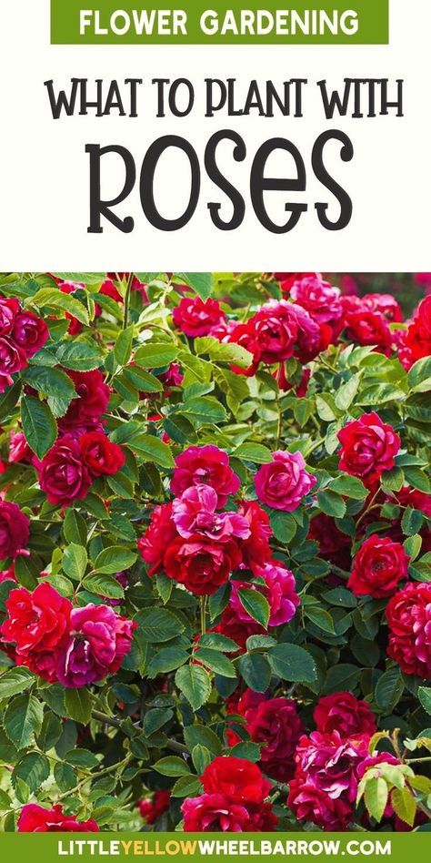 Companion Plants For Roses, Planting Rose Bushes, Rose Companion Plants, Best Companion Plants, Drift Roses, Types Of Shrubs, Knockout Roses, Floribunda Roses, Clematis Vine