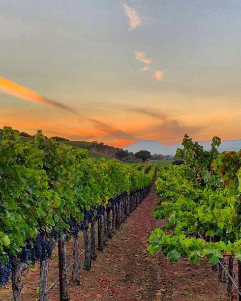 Vineyard Vines Aesthetic, Vineyard Garden, Vineyard Sunset, Napa Style, Grape Vineyard, Cube House, Grape Harvest, Cal Poly, Grape Harvesting