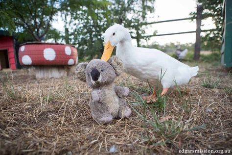 Duck Pen Flooring, Duck Entertainment Ideas, Diy Duck Toys For Ducks, Enrichment For Ducks, Duck Toys For Ducks, Duck Enrichment, Duck Enrichment Ideas, Toys For Ducks, Duck Playground