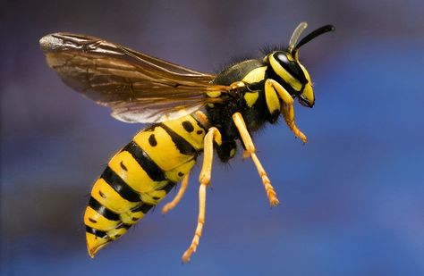 Mean Bugs: Who Gets Stung the Hardest? - WSJ Wasp Stings, Cool Insects, Fun Facts About Animals, Bees And Wasps, Insect Control, Arthropods, Animal Facts, Yellow Jacket, Wasp