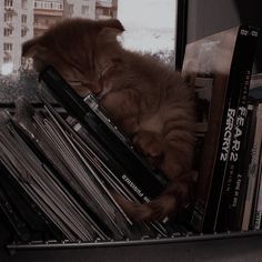 <3 on Pinterest Music Cover Photos, Playlist Covers Photos, Cute Cat Wallpaper, Brown Cat, Cat Aesthetic, Cover Pics, Brown Aesthetic, Cat Wallpaper, Spotify Playlist