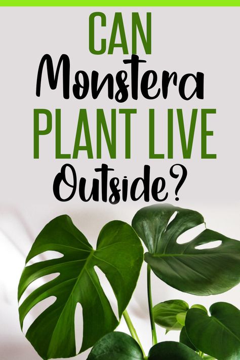 Monstera deliciosa, also known as Swiss Cheese plant is native to tropical forest region and thrives well in warmer climates. But, can Monstera live outside? #monstera #houseplants #summer #growing Monstera Outdoors, Monstera Plant Outdoor, Monstera Swiss Cheese Plant, Monstera Deliciosa Care, Outside Plants, Swiss Cheese Plant, Cheese Plant, Studio Organization, Monstera Plant