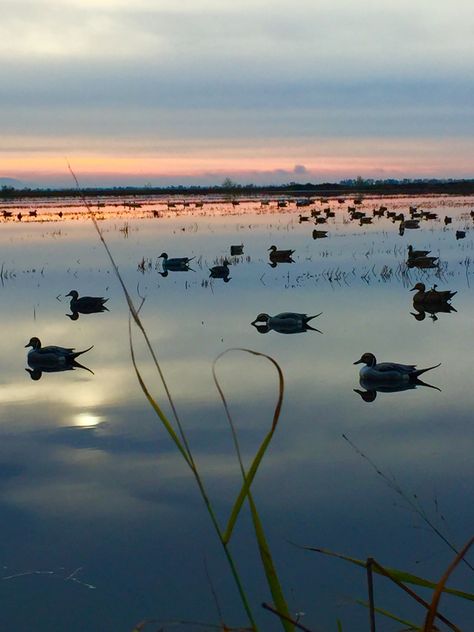 Hunting Wallpaper Aesthetic, Duck Hunting Aesthetic, Duck Hunting Wallpaper, Zach Core, Maryland Aesthetic, Hunting Backgrounds, Khaki Campbell Ducks, Hunting Wallpaper, Country Pics