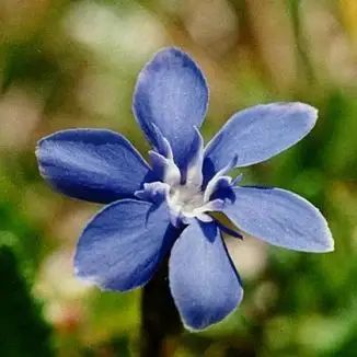 Irish Flowers, Ireland History, Flower Remedy, Irish Cottage, Irish History, The Dark Side, Floral Garden, Geraniums, Dark Side