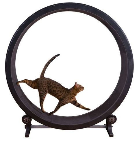 Exercise Equipment…For Your Cat! Cat Tree Plans, Cat Wheel, Cat Exercise Wheel, Gatos Cool, Cat Laser, Cool Cat Trees, Cat Exercise, Exercise Wheel, Cat Harness