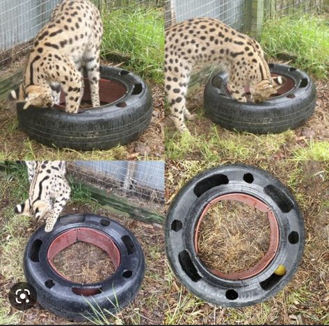 Enrichment For Zoo Animals, Zoo Enrichment Ideas, Zoo Animal Enrichment, Animal Enrichment Ideas, Monkey Enrichment, Bird Enrichment, Zoo Enrichment, Enrichment Projects, Canada Lynx