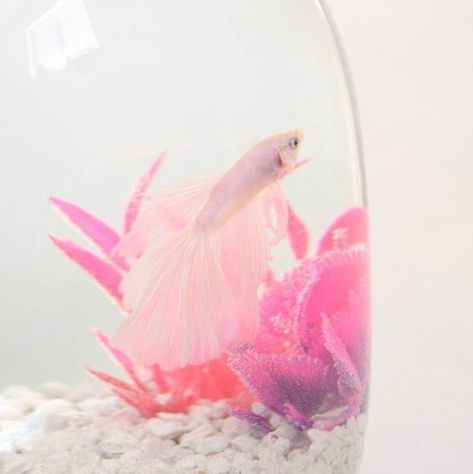 Pet Fish Bowl, Pink Betta Fish, Fish Bowl Ideas, Fish Tank Themes, Cool Fish Tanks, Betta Aquarium, Bowl Ideas, Pretty Fish, Pink Fish