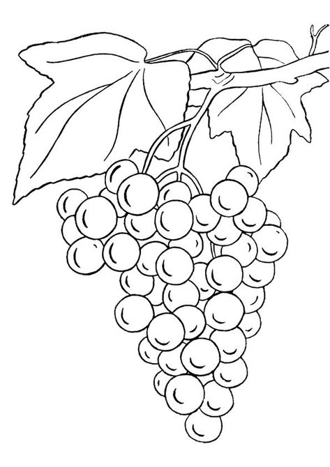 Coloring Page Grape Drawing, Bunch Of Grapes, Fruit Coloring Pages, Grape Color, صفحات التلوين, Pola Sulam, Grape Bunch, Stained Glass Patterns, Coloring Book Pages