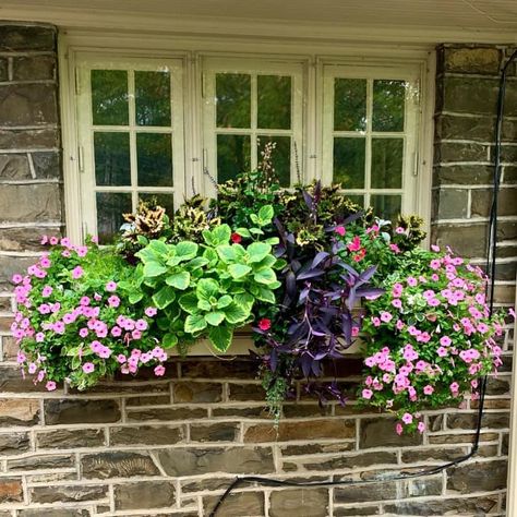 Window Box Flower Ideas, Window Box Plants, Window Box Garden, Summer Window, Plant Window, Box Flowers, Art Window, Window Box Flowers, Balcony Flowers