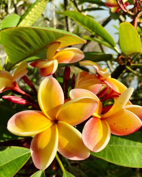 #plumeria #flowers Plumeria Flowers Aesthetic, Mosaic Vases, Mosaic Vase, Pacific Islander, Plumeria Flowers, Pacific Islands, Favorite Flowers, Summer Pictures, Exotic Flowers