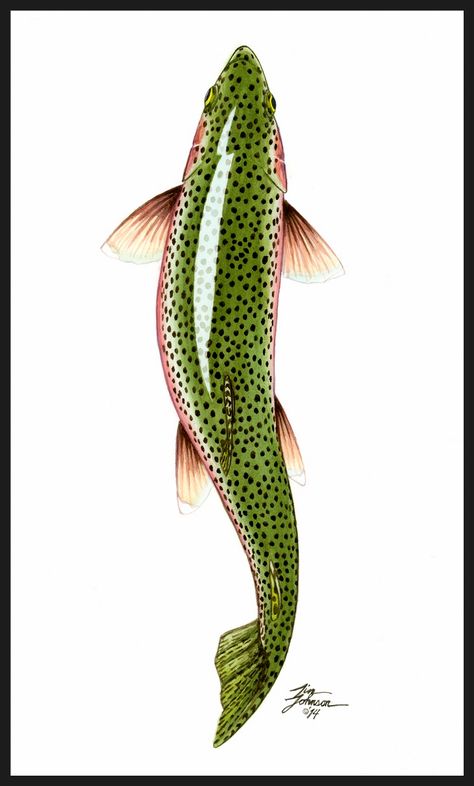 Trout Drawing, Trout Tattoo, Trout Painting, Trout Art, Fly Fishing Art, Fishing Art, Fly Fishing Tips, Watercolor Fish, Fish Drawings