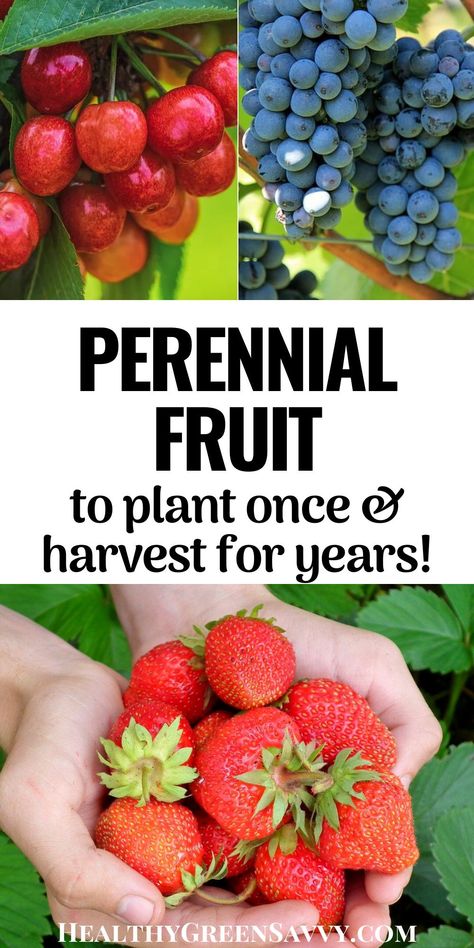 Plant perennial fruit once and enjoy loads of luscious berries, plums, apples, and more for years to come! Learn about the huge variety of perennial fruit plants to choose from and how to incorporate them into your existing landscape. #perennialfruit #growfruit #growyourown #permaculture #ediblelandscaping Perennial Edible Garden, Growing Berry Bushes, Perennial Edible Plants, Berry Bushes Landscaping, Backyard Berry Patch, Fruit Bushes Garden Design, Berry Garden Layout, Pennsylvania Gardening, Fruit Garden Ideas