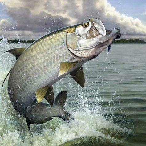 Tarpin Fish Jumping Out Of Water, Craig Smith, Fish Paintings, Tarpon Fishing, Fly Fishing Art, Fishing Art, Fish Artwork, Fishing Photography, Water Drawing