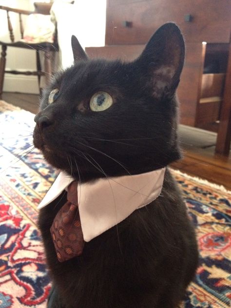 The gentleman cat... - Imgur Business Cat, A Black Cat, Crazy Cat Lady, Crazy Cats, Cat Pics, Cat Love, Cool Cats, Cake Ideas, Cat Memes