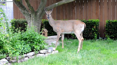 The Hardy Ground Cover That's Deer-Resistant And Will Choke Out Weeds - House Digest Deer Resistant Ground Cover Perennials, Ground Cover That Chokes Out Weeds, Evergreen Groundcover, Poblano Pepper, Pepper Recipes, Deer Fence, Attract Butterflies, Beneficial Insects, Plant List