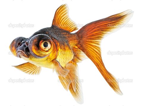 Telescope Goldfish, Dragon Eye, Goldfish, Koi, Fish Pet, Fish, Stock Photos, Animals