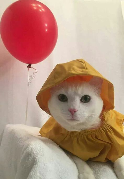 Cute Cat Outfits, 7 Halloween Costumes, Today Aesthetic, Cute Dog Halloween Costumes, Quotes Yellow, Best Dog Halloween Costumes, Cat Outfits, Fall Cats, Kitten Images