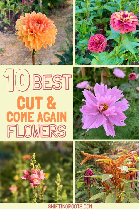 10 Best Cut and Come Again Flowers | Shifting Roots All Year Garden Plants, Cut Flower Garden Plans Layout, Zone 6 Gardening Flowers, Pnw Flower Gardens, Beginner Cut Flower Garden Layout, Perinial Flowers Garden Ideas, Zone 5 Flower Garden, Zone 9 Flowers, Zone 7 Flower Garden