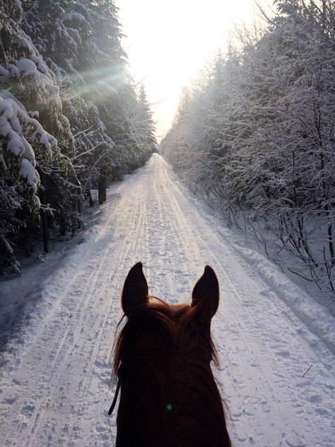 Aesthetic Horse Riding, Horseback Riding Aesthetic, Horse Girl Aesthetic, Horse Riding Aesthetic, Winter Horse, Equestrian Aesthetic, Cute Horse Pictures, Horse Wallpaper, Horse Aesthetic