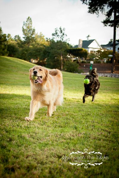 pet photography, action shots, dogs, playing fetch Dogs Playing, Tara Lynn, Dog Photoshoot, Action Shots, Pet Photography, The Dogs, Dog Photography, Shoot Ideas, Animal Photography