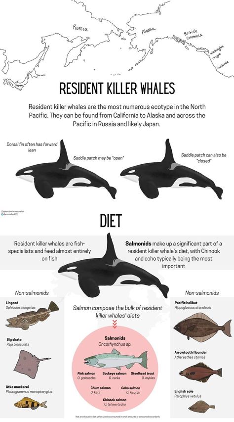 Orca Quotes, Orca Facts, Zoology Illustration, Oceanography Marine Biology, Fish Chart, Orca Art, Manatees, Orca Whales, Killer Whale