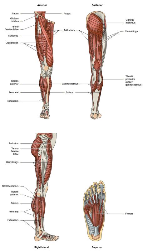 VTCT - The Muscles of the Lower Limbs Muscle Of Lower Limb, Lower Limb Muscles Anatomy, Muscles Of Lower Limb, Lower Body Anatomy, Muscles Of Forearm, Lower Limb Muscles, Physiology Notes, Muscles Anatomy, Tensor Fasciae Latae