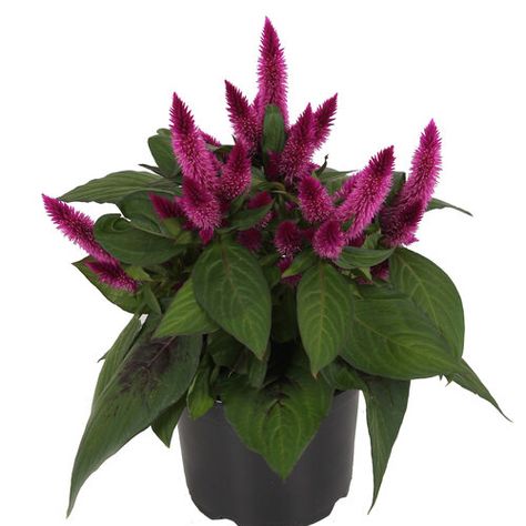 Kelos® Fire Atomic Violet - Cockscomb - Celosia spicata | Proven Winners Partial Sun Perennials, Types Of Shrubs, Easy Care Houseplants, Shade Shrubs, Full Sun Perennials, Cucumber Plant, Violet Plant, Potato Vines, Bird Bath Garden