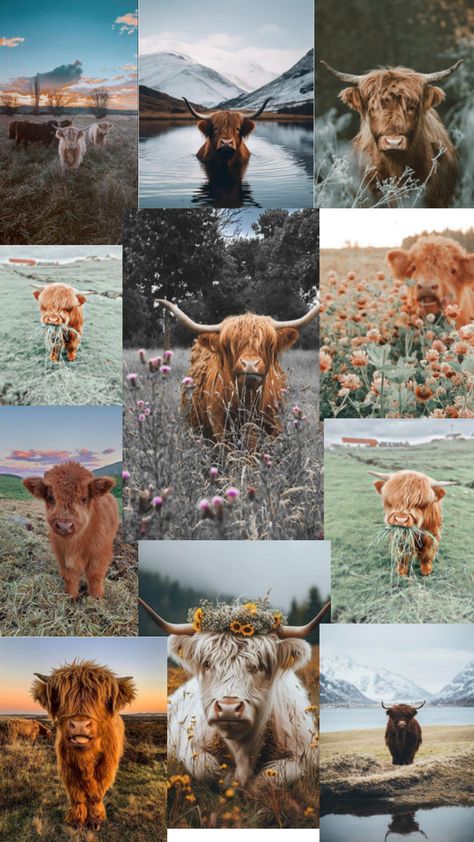 Such cute cows Highland Cow Pictures, Western Aesthetic Wallpaper, Cow Wallpaper, Cow Print Wallpaper, Cute Home Screen Wallpaper, Mini Cows, Western Wallpaper Iphone, Rodeo Horses