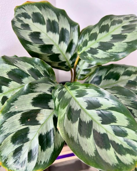 Thursday’s this or that… Calathea or Scindapsus??? #scindapsus #scindapsuspictus #calathea #exotica #calathearoseopictarosy #calatheawhitefusion Plant Wishlist, Plants, Quick Saves