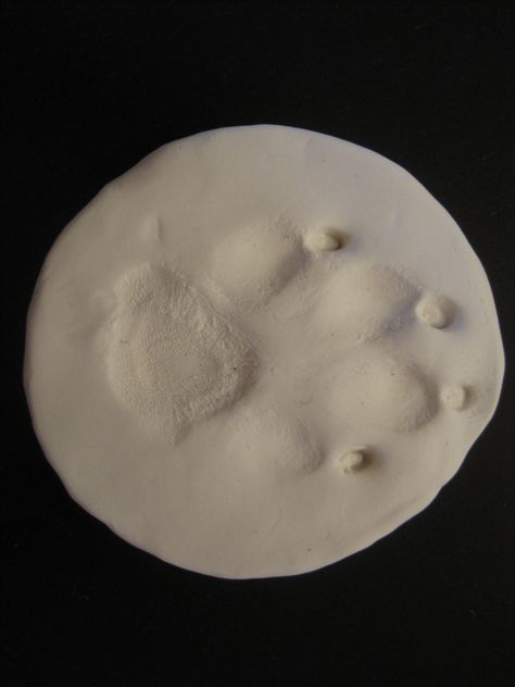 paw print just like you would do with baby hand prints ..make them for your fuzzy kids as well :) Salt Dough Dog Paw Print, Paw Imprint Diy, Salt Dough Paw Print Dogs, Diy Paw Print Mold, Dog Clay Paw Print, Paw Print Decorations, Display Frames, Baby Handprint, Polymer Inspiration