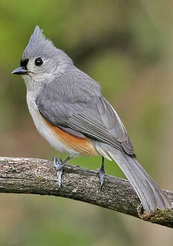 ✔ Tufted titmouse (Baeolophus bicolor) ~ Soft silvery gray above & white below, a rusty or peach-colored wash down the flanks, black patch just above the bill, & pointed crest. Acrobatic foragers, if a bit slower & more methodical than chickadees. They often flock with chickadees, nuthatches, & woodpeckers & are regular visitors to feeders. They hoard food in fall & winter, & pairs stay in their territory. Nest in cavities & nest boxes. Year-round in Arkansas. Tufted Titmouse Bird, Stonington Ct, Titmouse Bird, Nest Boxes, Tufted Titmouse, Image Nature, Black Patch, Nature Birds, Black Eyes