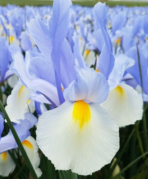 Dutch Iris, Flower Bulb, Garden Plan, Iris Flower, Cut Flower Garden, Outdoor Inspirations, Iris Flowers, Bulb Flowers, Irises