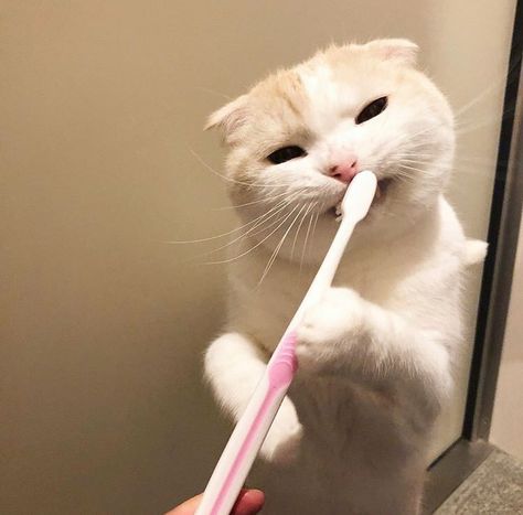 🐈 on Twitter: "… " Cat Brushing Teeth, Brush Teeth, Cutest Cat, Cat Person, Cute Cats And Kittens, Cute Creatures, Brushing, 귀여운 동물, Cuteness Overload