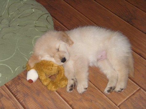 Golden retriever cuteness <3 my baby Baby Golden Retrievers, Puppy Golden Retriever, Puppy Sleeping, Golden Retriever Baby, Sleepy Puppy, Golden Puppy, Cute Little Puppies, Silly Dogs, Golden Retriever Puppy