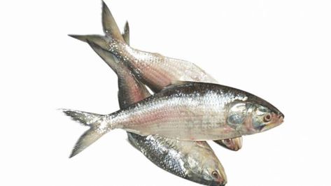 Hilsa Fish habitats under threat | The Daily Star Hilsa Fish, Fish Sides, All Fish, Rainbow Trout, Daily Star, Fried Fish, Seafood, Fish, Rainbow