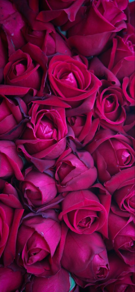 Deep Winter Colors, Pattern Sheets, Red Roses Wallpaper, Dark Red Wallpaper, Magenta Flowers, Magenta Rose, Pink Flowers Wallpaper, Rose Flower Wallpaper, Men Hair Color