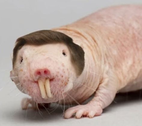 Mole Animal, Ohio Rizz, Emma Core, Shrek Funny, Mole Rat, Ugly Animals, Friend Stuff, Clever Halloween Costumes