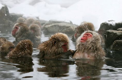 Jacuzzi Time Jigokudani Monkey Park, Places To Visit In Japan, Macaque Monkey, Japanese Macaque, Japanese Hot Springs, Spring In Japan, Most Beautiful Places To Visit, A Thought, Male Enhancement