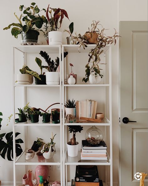 Ikea Plant Shelves, Vittsjo Plant Shelf, Ikea Shelving, Ikea Shelving Unit, Ikea Plants, Indoor Plant Shelves, Office Corner, Plants Ideas, Plant Shelf