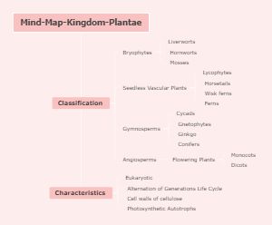 Kingdom Plantae includes green, brown, and red algae, liverworts, mosses, ferns, and seed plants with or without flowers. Kingdom Plantae, Map Maker, Map Outline, Mind Maps, Free Cloud, Red Algae, Cell Wall, Vascular Plant, Mind Map