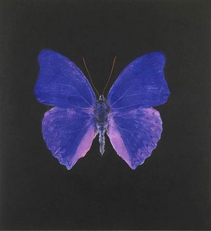 Jacob's Ladder, Damien Hirst, Photo Wall Collage, Picture Collage, Purple Aesthetic, Pics Art, What’s Going On, Blue Butterfly, Blue Aesthetic