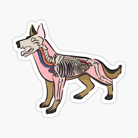 Veterinary Stickers, Sticker Design Ideas, Med Vet, Veterinary Science, Vet Medicine, Dog Anatomy, Vet Med, Vet Tech, Dog Stickers